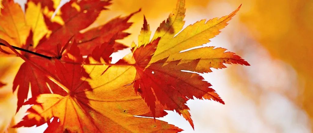 STAR CCM+案例｜摆线泵-析模界