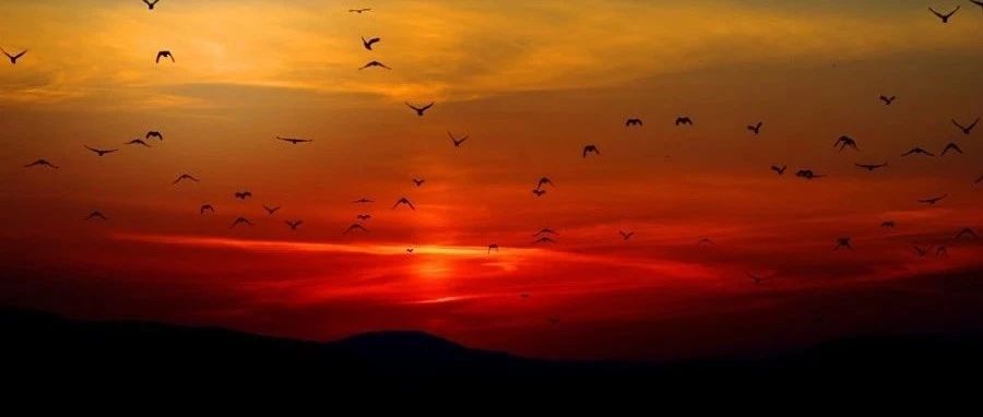 SCDM的网格功能转正了-析模界