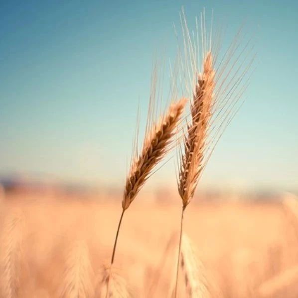 Fluent添加菜单处理图形窗口背景-析模界