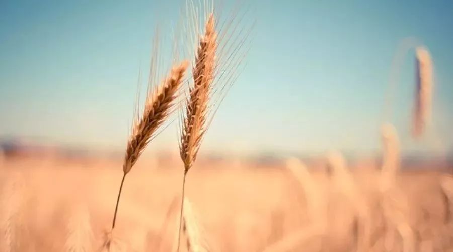 【Fluent案例】18:气动热-析模界