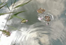 在试验现场如何避免“看走眼”-析模界