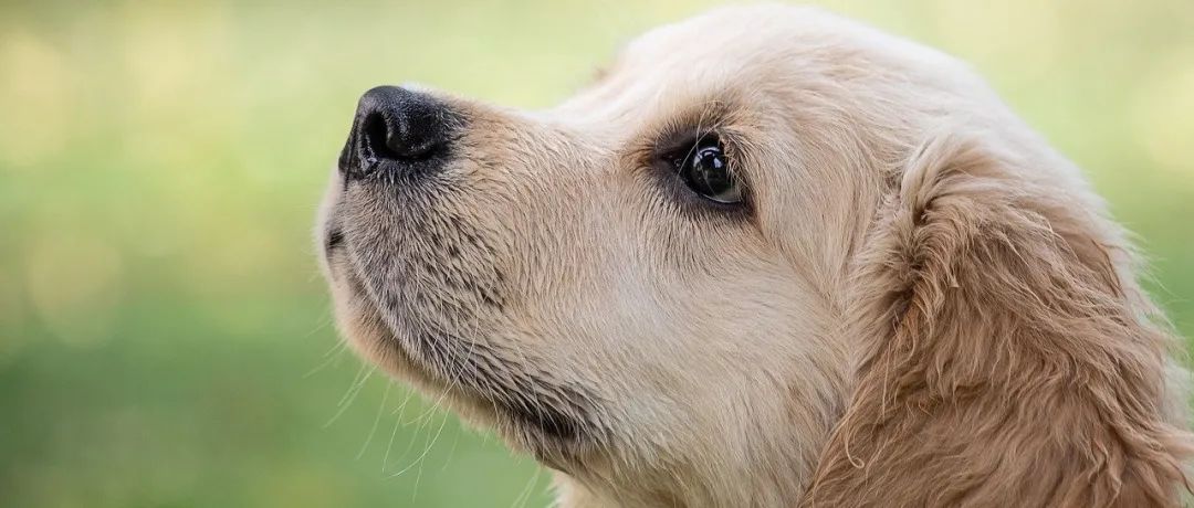 别用OpenFOAM了，太Low！-析模界