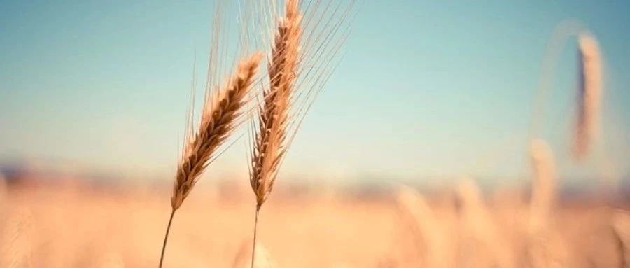 理个发，乱想仿真-析模界