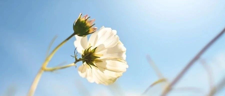 Fluent使用NIST物性库-析模界