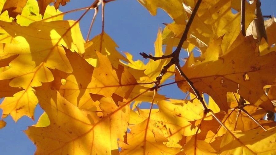 【软件速递】scFLOW-析模界