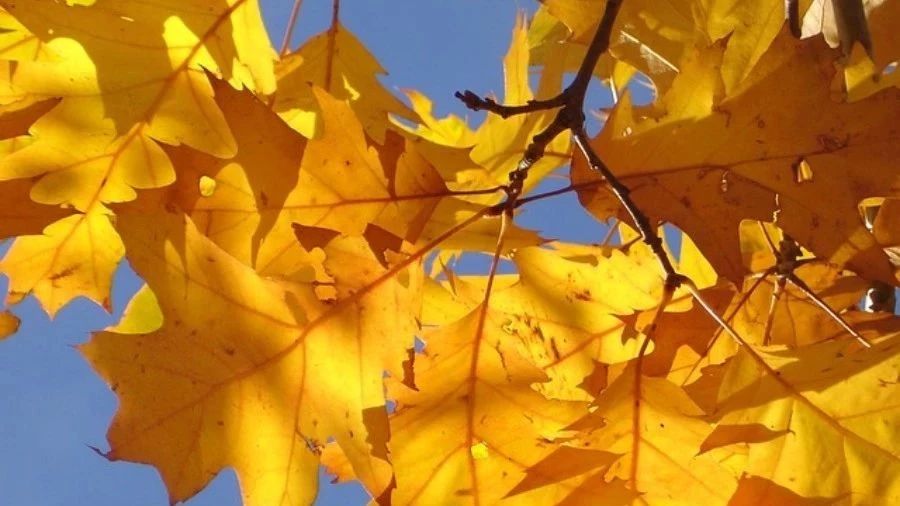 【燃烧案例】09：EDC模型-析模界