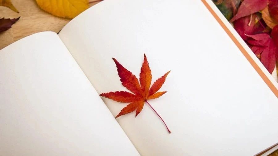 【Python-CFD】02:线性对流方程-析模界