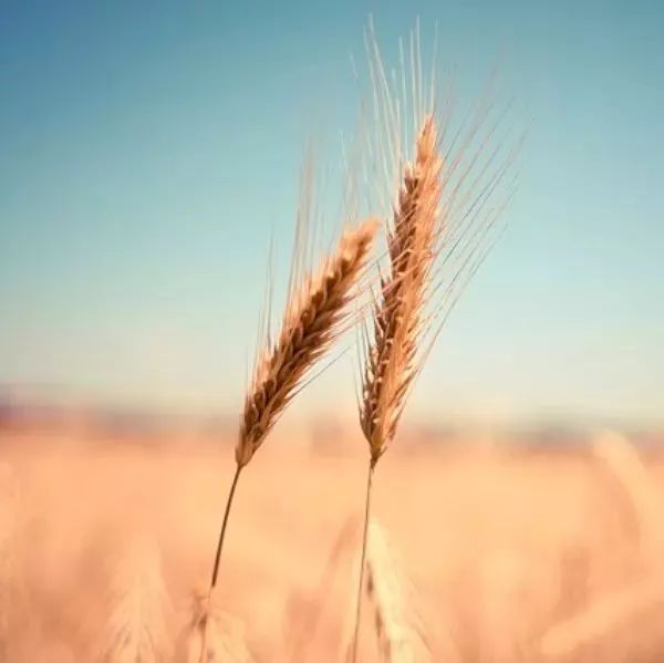 【Fluent案例】17:强制对流(2)-析模界