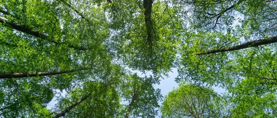 公众号留言功能-析模界