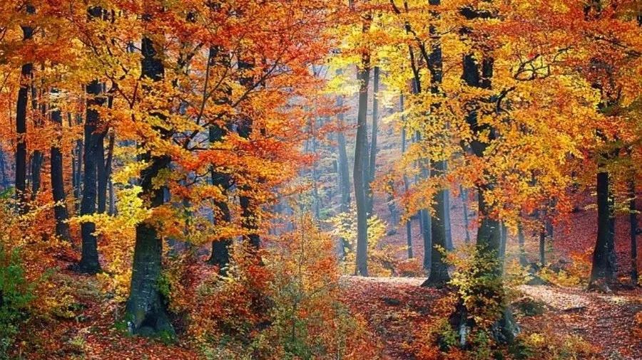 【Fluent案例】25：离心泵空化-析模界