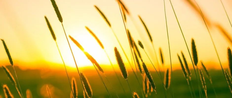 STAR CCM+案例｜齿轮甩油-析模界