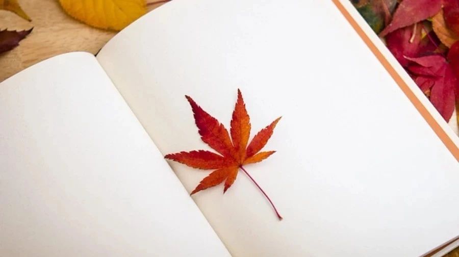 【Python-CFD】06:一维Burgers方程-析模界