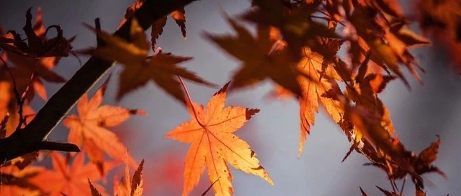 Fluent验证案例50：半无限平板瞬态热传导-析模界