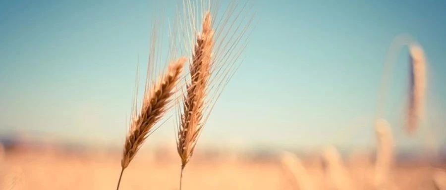 【Fluent Meshing】06：特点-析模界