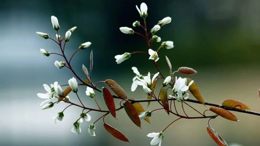 【燃烧案例】11：烟灰模拟-析模界