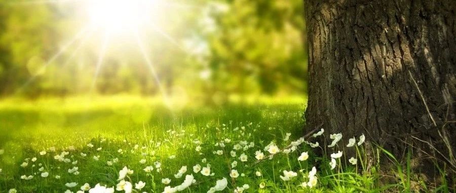 Fluent案例｜尿素SCR模拟-析模界