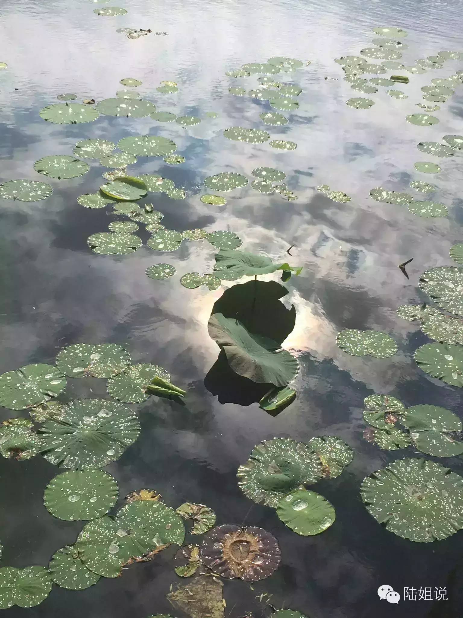 CFD流场仿真应用系列预告-析模界