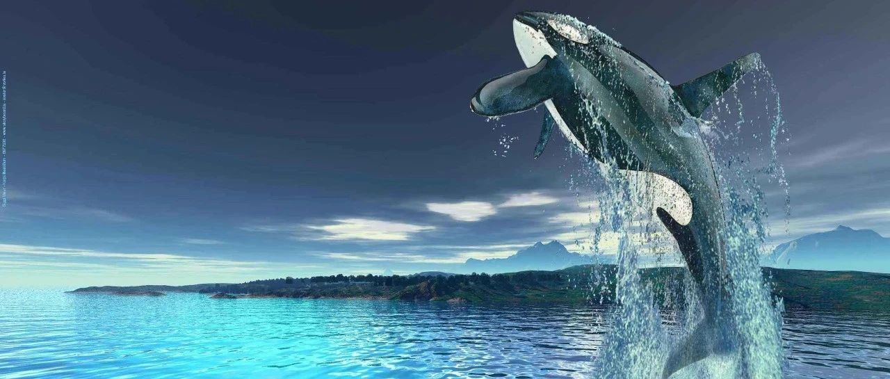逆戟鲸如何利用流体动力学来猎杀海豹-析模界