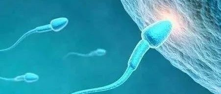 FLUENT小蝌蚪游动模拟-析模界