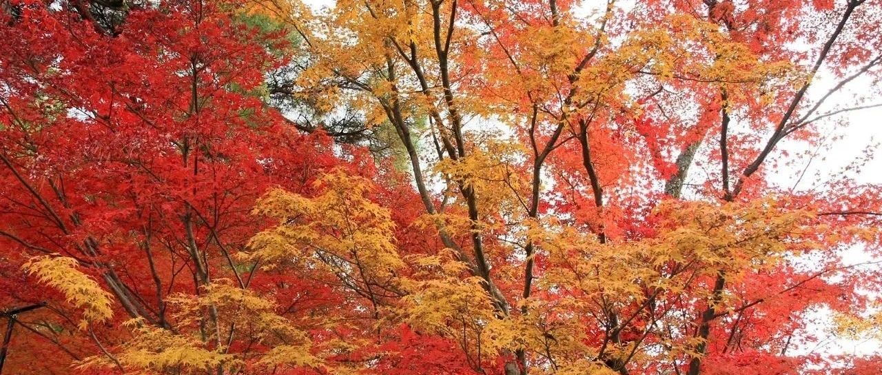 FLUENT毛细管现象模拟-析模界