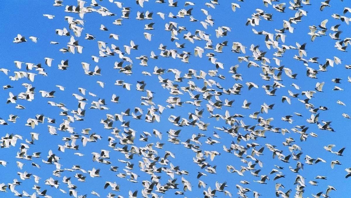 湍流搅拌槽内的颗粒聚集-析模界