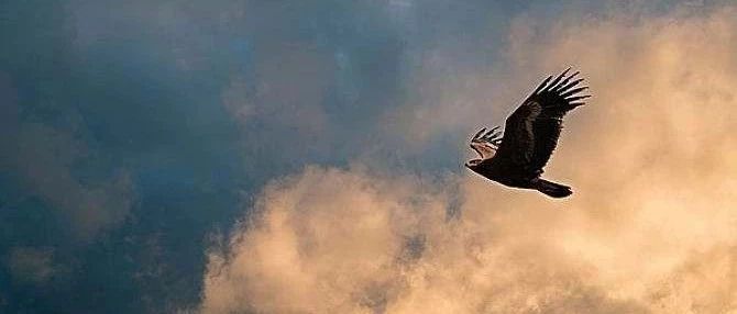 FLUENT飞鸟翅膀扇动模拟-析模界