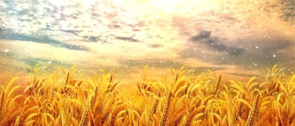 FLUENT温室内自然对流模拟-析模界