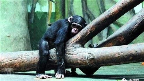 扩散器内的旋流-析模界