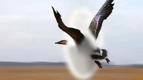 激波管内的超音速流动-析模界