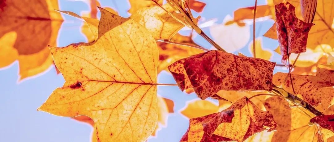 成都｜ICEM CFD 及SCDM 网格生成技术应用-析模界