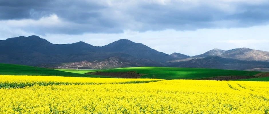 Fluent验证案例|71 Goldman定子叶片上的中跨流动-析模界